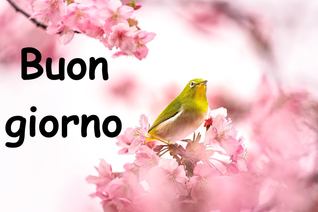 un uccellino giallo-verde posato su rami ricoperti di fiori rosa in primavera  